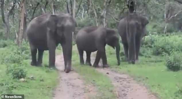 clip vao cong vien du khach bi voi ruot duoi sat nut