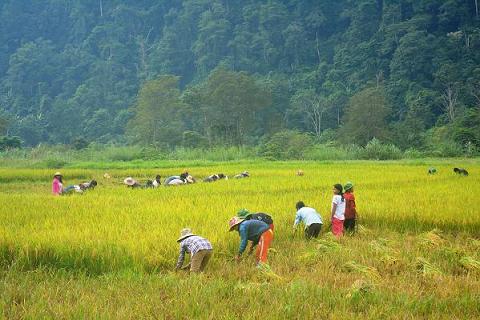 linh bien phong giup dong bao ruc thu hoach lua moi