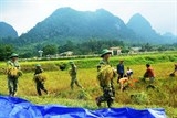 Lính Biên phòng giúp đồng bào Rục thu hoạch lúa mới
