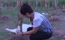 nu chu vuon sung so dung khong vung khi vuon duoc lieu hang tram trieu bi ke xau len vao chem lia goc
