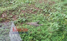thay 2 con ky da sap len ban nhau nen thuong mot gia dinh o sai gon bo 5 trieu mua lai