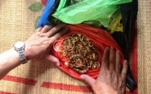 dai gia xay dung o ninh binh bi trom dot nhap pha ket sat lay di 200 cay vang tri gia hon 7 ty dong