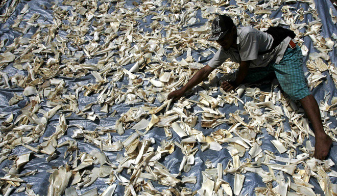 bo truong indonesia trung quoc goi do la danh bat ca chung toi goi do la toi pham xuyen quoc gia