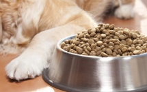 den thu cung cung tro thanh nan nhan cua chien tranh thuong mai my trung