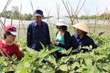 Trang trại rau đầu tiên của VN đạt chứng nhận rau hữu cơ của Mỹ và EU