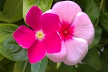 tieu diet te bao ung thu bang dua can