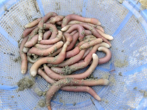 sa sung van don vao bang vang cua cuc so huu tri tue