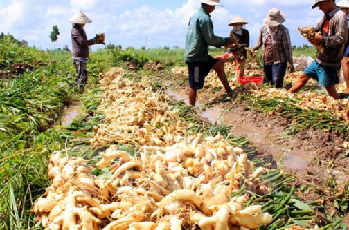 pha mia trong gung nguoi dan ca mau ngam dang nuot cay