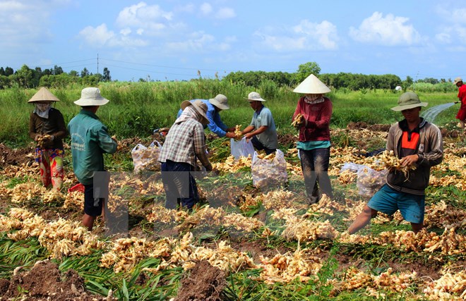 pha mia trong gung nguoi dan ca mau ngam dang nuot cay