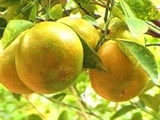 Cách chọn cam xoàn Việt Nam đúng chuẩn