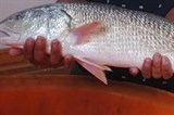 Quảng Bình: Câu được cá sủ vàng có giá trên nửa tỷ đồng