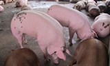 Thương lái Trung Quốc đang lùng mua heo 'siêu mỡ'