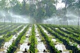 Anh Ba Thịnh chia sẻ sáng kiến tưới tự động