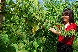 Nhà nông đánh cược với cây sa chi