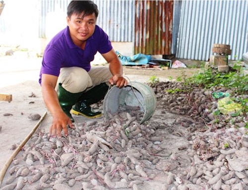cu nhan ve que nuoi heo rung thu nhap 50 trieu dongthang