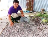 Cử nhân về quê nuôi heo rừng thu nhập 50 triệu đồng/tháng