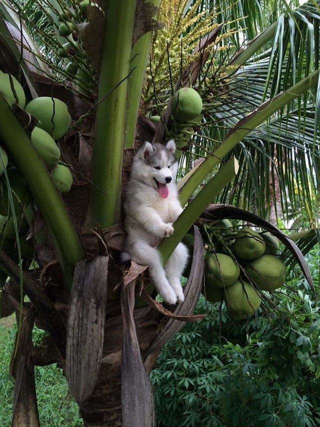 chu cho husky bi mac ket tren cay dua voi khuon mat hon ho bi cu dan ma ng che anh toi boi