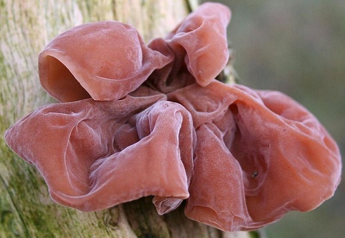 mon an bai thuoc tot cho benh nhan xuat huyet nao