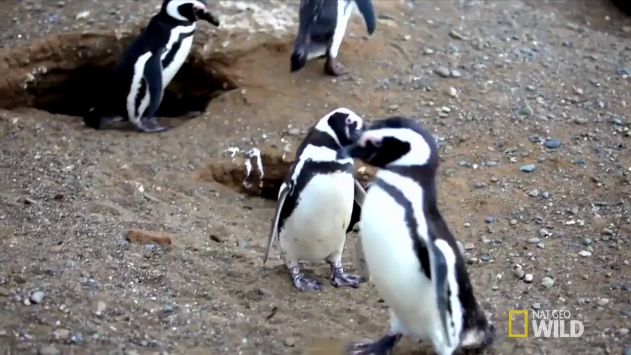 hay de nhung video nay goi nho ban rang tu nhien dep toi muc nao