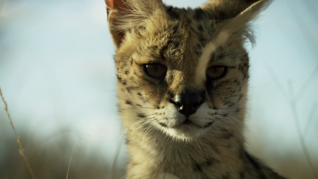 cac nhiep anh gia chop duoc nhung khoanh khac cuc ki hai huoc cua the gioi hoang da