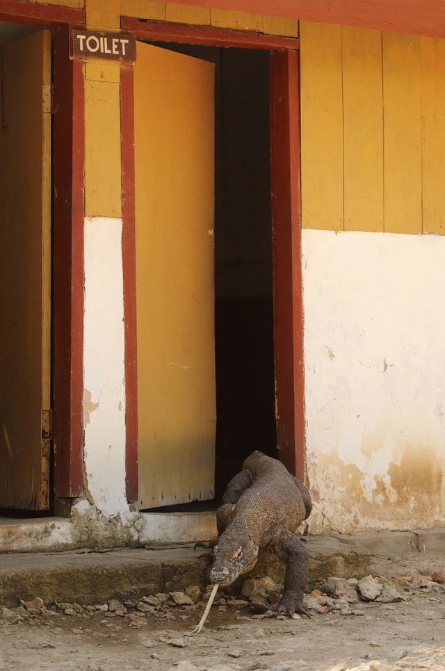 cac nhiep anh gia chop duoc nhung khoanh khac cuc ki hai huoc cua the gioi hoang da