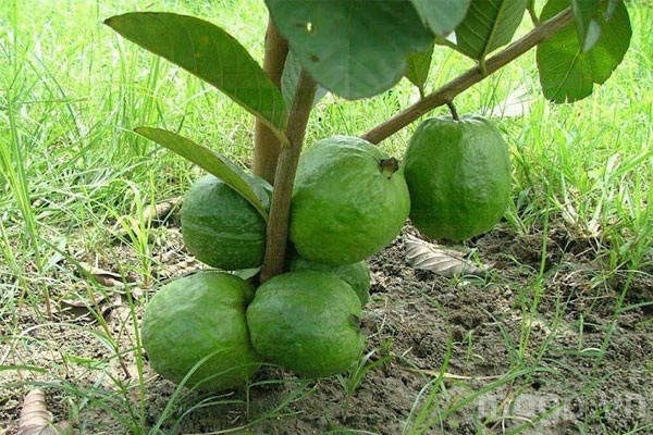 tri tieu chay bang cay la trong vuon