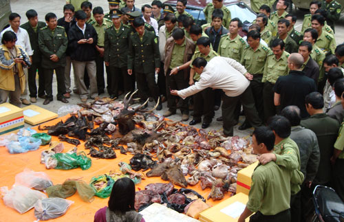 triet pha duong day mua ban nhap lau dong vat hoang da quy hiem