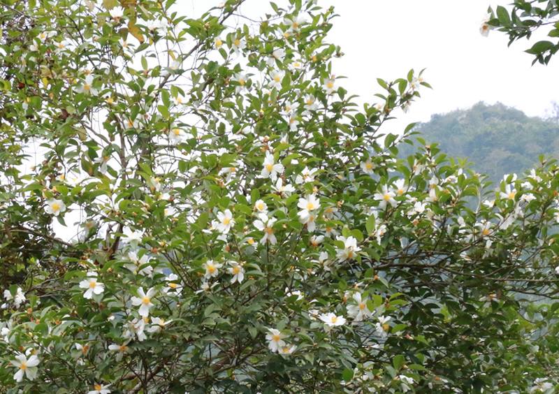 ve binh lieu chiem nguong mua hoa so trang tinh khoi