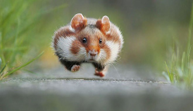 cuoc song huong thu cua 15 chu chuot hamster song o ngoai the gioi tu nhien