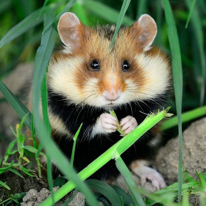 cuoc song huong thu cua 15 chu chuot hamster song o ngoai the gioi tu nhien
