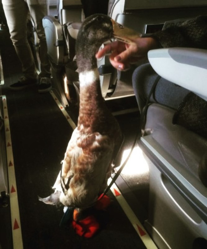 22 kieu nguoi ky cuc ma ai cung co the vo tinh nhin thay tren may bay