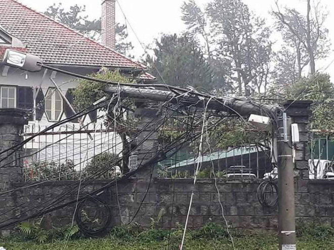 da lat hang loat cay co thu nga do cot dien gay doi sau anh huong cua con bao so 12