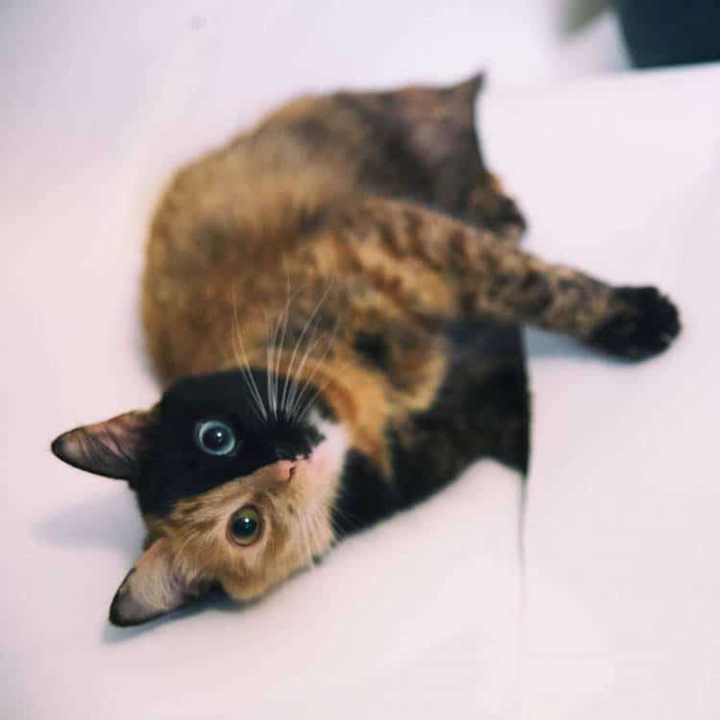 gap go be meo mat hai mau khien ca instagram dien dao