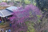 dien bien to chuc su kien hoa anh dao vao thang 12018