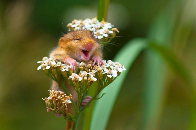 anh nhung khoanh khac hai huoc nhat nam cua dong vat hoang da trong comedy wildlife photography awards 2017