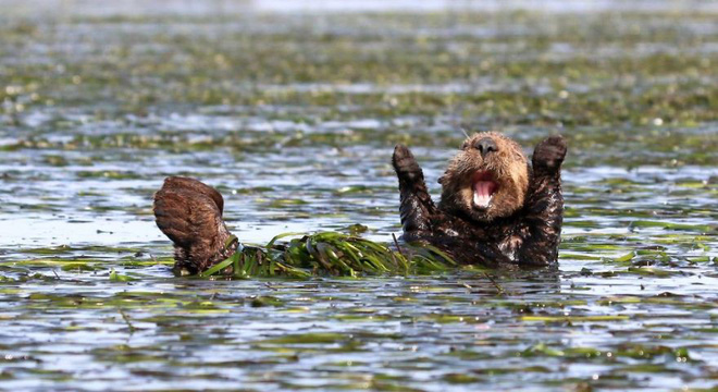 anh nhung khoanh khac hai huoc nhat nam cua dong vat hoang da trong comedy wildlife photography awards 2017