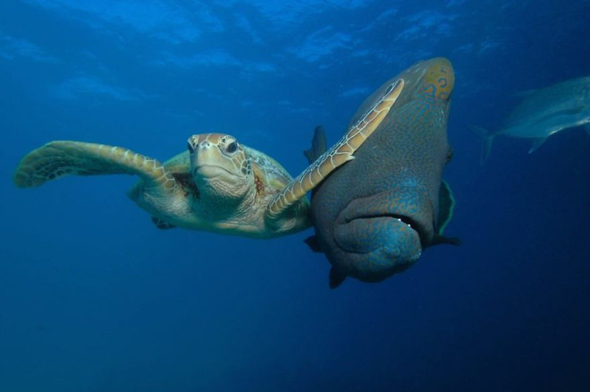 anh nhung khoanh khac hai huoc nhat nam cua dong vat hoang da trong comedy wildlife photography awards 2017