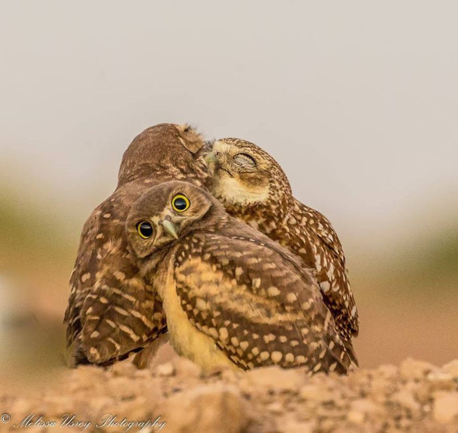 anh nhung khoanh khac hai huoc nhat nam cua dong vat hoang da trong comedy wildlife photography awards 2017