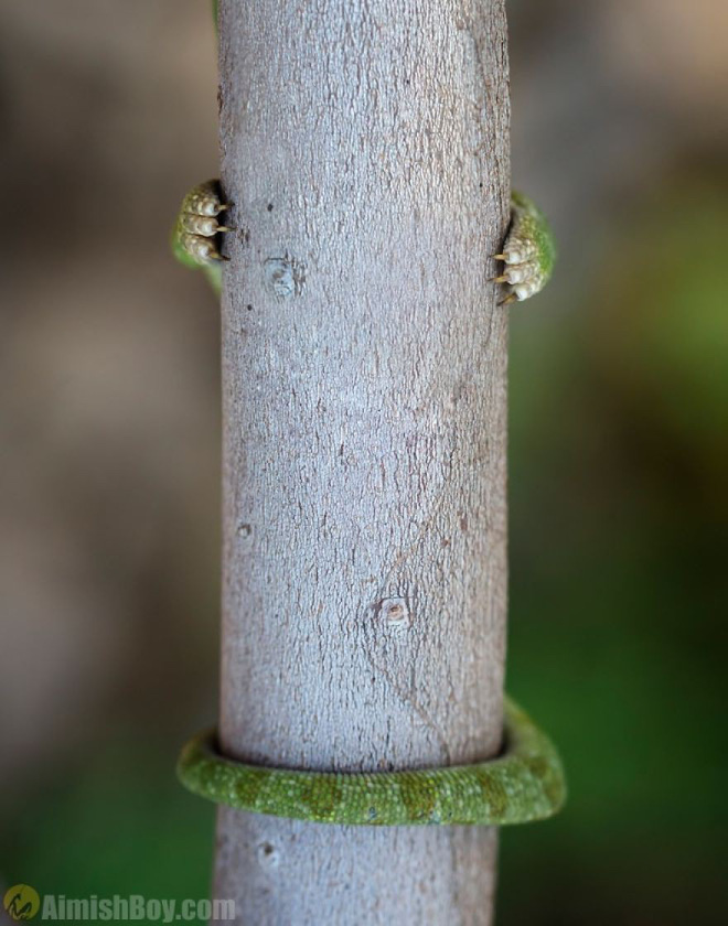 anh nhung khoanh khac hai huoc nhat nam cua dong vat hoang da trong comedy wildlife photography awards 2017