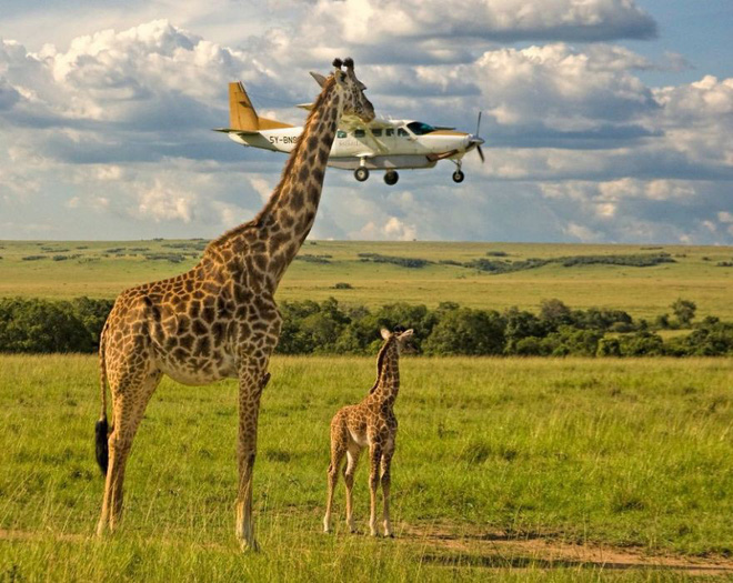 anh nhung khoanh khac hai huoc nhat nam cua dong vat hoang da trong comedy wildlife photography awards 2017