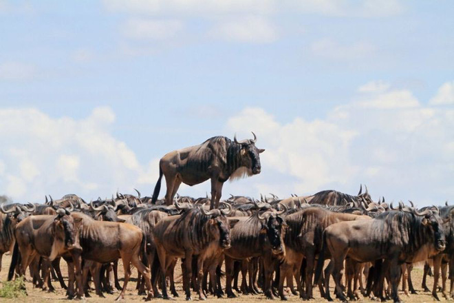 anh nhung khoanh khac hai huoc nhat nam cua dong vat hoang da trong comedy wildlife photography awards 2017