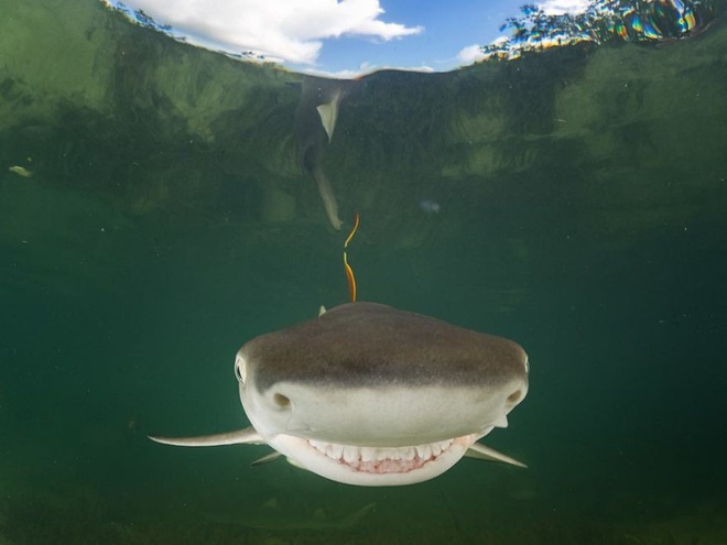 anh nhung khoanh khac hai huoc nhat nam cua dong vat hoang da trong comedy wildlife photography awards 2017