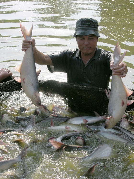 gia ca tra o dbscl dang tang ky luc