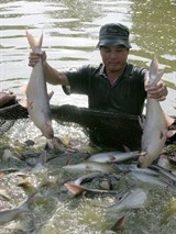 gia ca tra o dbscl dang tang ky luc