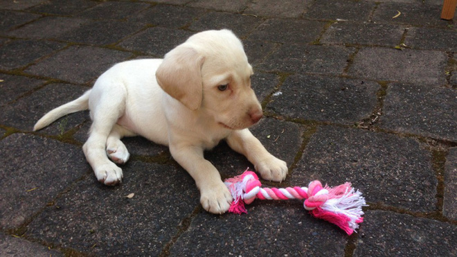 mui long thuong be gai 4 tuoi ten trom khoang ca nha nhung sau do tra lai thu gia tri nhat cua gia dinh