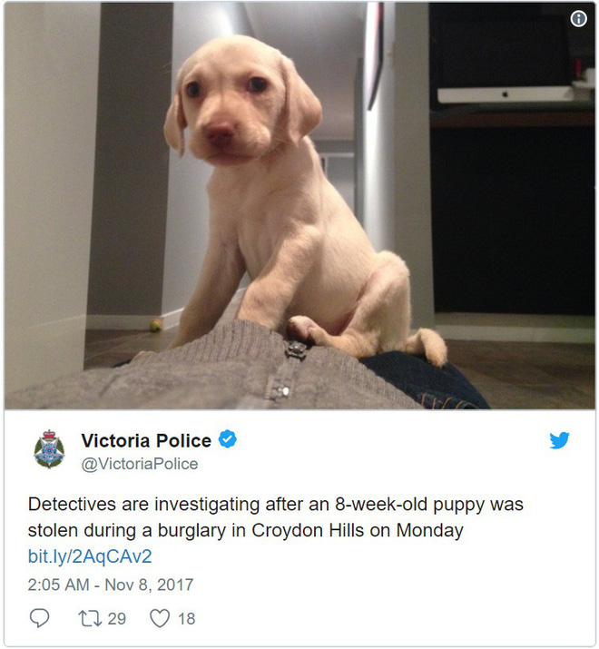 mui long thuong be gai 4 tuoi ten trom khoang ca nha nhung sau do tra lai thu gia tri nhat cua gia dinh