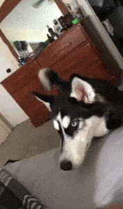 16 chu cho vao vai dong ho bao thuc chuan khong can chinh