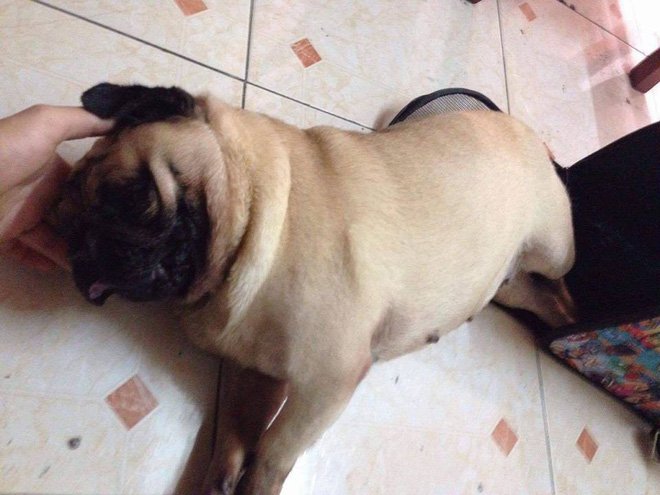 chu cho pug dot tu bac si ket luan chet do sac nuoc bot khien cong dong mang bat ngo