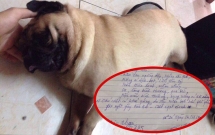 chu cho pug dot tu bac si ket luan chet do sac nuoc bot khien cong dong mang bat ngo