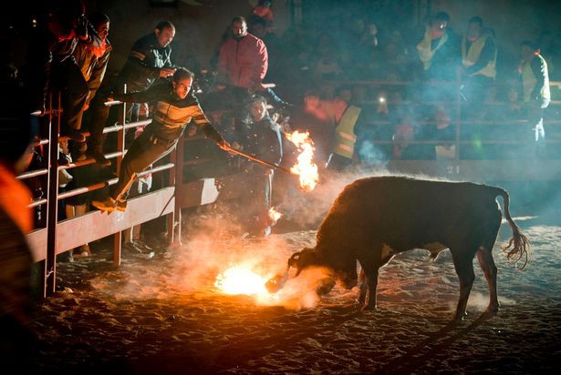 so phan dau thuong nhung chu bo trong le hoi tay ban nha sung bi thieu rui quan quai trong lua